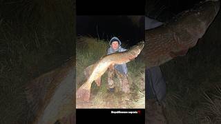 ZOBACZ TEGO POTWORA  MOJA ŻYCIÓWKA Z WODY PZW 115CM ‼️ fishing pike szczupak viral fyp dc me [upl. by Anytsirhc]