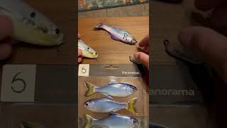 Panorama Shad TAKE OVER shorts [upl. by Spindell]