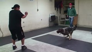 Dog Attack Training on Command with no Equipment K91com [upl. by Carnahan]