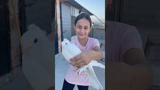 GÜVERCİN UÇURDUM funny shorts pigeon [upl. by Narut100]