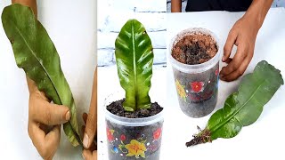 How to propagate Bird’s nest fern plant from single leaf [upl. by Luigino412]