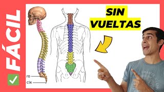 1 ✅ COLUMNA VERTEBRAL Fácil Anatomía Partes y Curvaturas [upl. by Acsecnarf807]