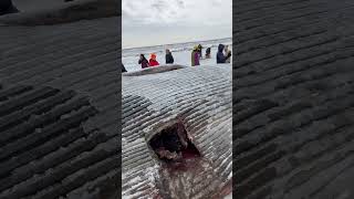 Beached Whale Anchorage Alaska shorts trending viralvideo shortvideo fishing fyp fypシ゚ [upl. by Ethelred]