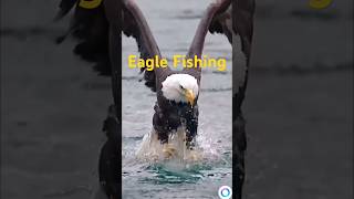 Eagle Fishing 2 nature [upl. by Oniluap702]