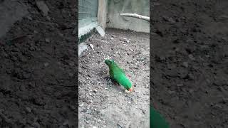 Eclectus parrot kingdomofawais eclectus parrot parrotlover shortsvideo [upl. by Muslim288]