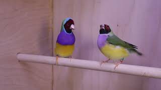 Redheaded Gouldian Finch courtship 2019 [upl. by Cacilia]