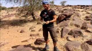 Hissing sand snake Psammophis sibilans Dâr Oulâd Tâleb Assaba Mauritania [upl. by Linn]