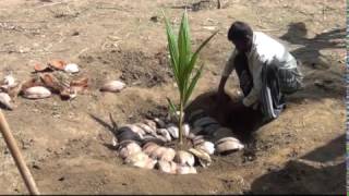 Coconut Planting Sri Lanka [upl. by Charla548]