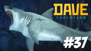 GREAT WHITE SHARK  Dave the Diver Part 37 [upl. by Cirilo858]