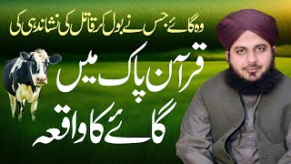 Gaaye Cow Jis Ka Zikr Quran Mein Hai  Gaaye ne qatil ki nishadahi ki  Muhammad Ajmal Raza Qadri [upl. by Hassett261]