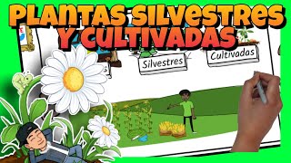 🌼 PLANTAS SILVESTRES y CULTIVADAS para NIÑOS de PRIMARIA [upl. by Lanette403]