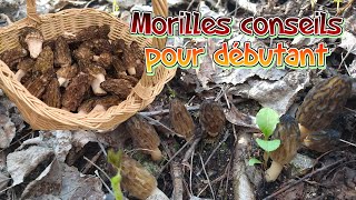 Morilles récolte 2021  Conseils pour débutants [upl. by Nhepets]