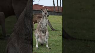 What Makes Kangaroos Unique 🤔🦘 [upl. by Navanod]