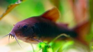 Cory Catfish Corydoras Schultzei quotBlackquot [upl. by Estell]