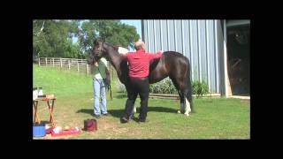 Horse Grooming with expert Dr Tom Tweeten [upl. by Refynnej]