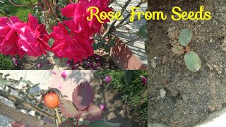 How To Grow Rose From Seeds Step By Step Guide [upl. by Yejus]