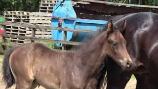 For sale Furstenball x San Amour 2018 colt foal [upl. by Dionisio]