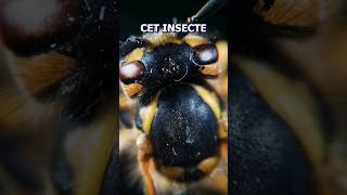 Un insecte DANGEREUX  apprendre science animaux abeilles microscope education [upl. by Noyahs]