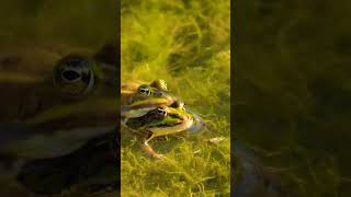 AMPHIBIANS [upl. by Davide]