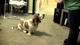 Basset Hound Tricks [upl. by Altheta744]