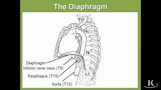 Anatomija  Dijafragma [upl. by Andrei]