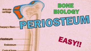 What is the PERIOSTEUM RAPID REVIEW  BONE BIOLOGYOSTEOLOGY [upl. by Judi]