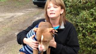 Dog stolen in burglary reunited with Peach County owner [upl. by Walcoff]