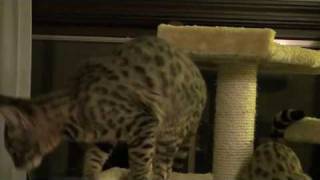 Savannah Cat making funny sounds [upl. by Anilag]