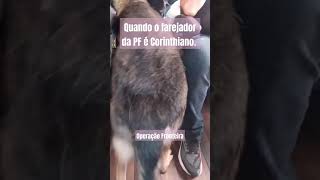 O cão Farejador da PF é CorinthianoFofo [upl. by Cohette461]