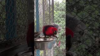 Red Sided Eclectus Parrot Female enjoying Vegetables 🦜 [upl. by Hungarian]