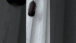 Spotted Lanternfly shorts spottedlanternfly fly lantern bug insect invasivespecies beautiful [upl. by Aramoj122]