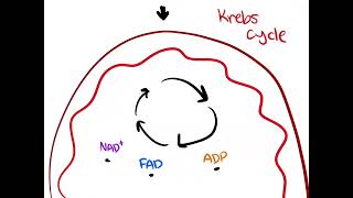 Photosynthesis and Cellular Respiration CHECK DESCRIPTION [upl. by Jabon801]