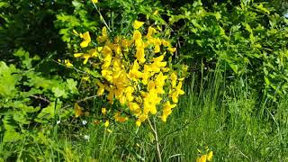 Ginster LoveNature GelbeBlüten Naturliebe [upl. by Holey187]