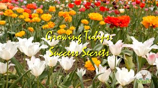 Growing Tulips Success Tips [upl. by Kovacev]