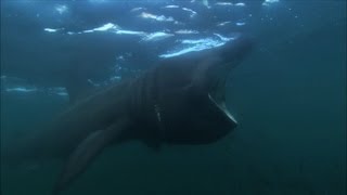 Basking Sharks  Hebrides Islands on the Edge  Episode 4 Preview  BBC Two [upl. by Manuela446]