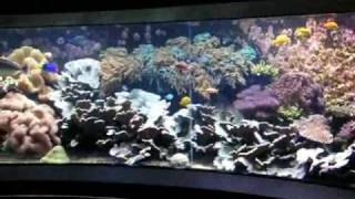 Giant 200° Panorama Tropical seawater reef tank  Salzwasserbecken  Aquazoo 4848 [upl. by Yllime]