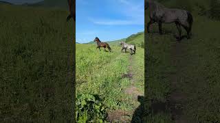 Жеребец против 2х меринов Stallion vs 2 geldings horse лошади природа animals животные [upl. by Roxie888]