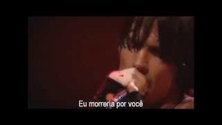 Red Hot Chili Peppers  I Could Die For You  Legendado em PTBR [upl. by Cesar]