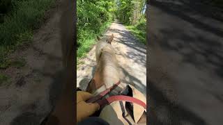 Palomino Quarter Horse POV trailhorse horse horsebackriding palomino [upl. by Fellows994]