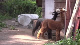 Crazy Alpaca Fight [upl. by Luigino]