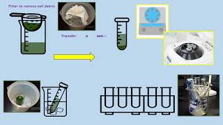 AQA A LEVEL BIOLOGY  REQUIRED PRACTICAL 8 PHOTOSYNTHESIS DEHYDROGENASE ACTIVITY [upl. by Hands]