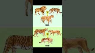 TIGONS ≠ LIGERS shorts animals animalsvideo facts liger tigon [upl. by Eniawd]