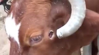 Bulls horns curl into its head [upl. by Asilec449]