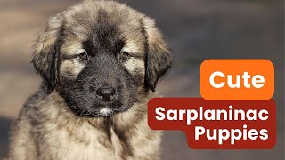 Why Sarplaninac Puppies Are the Perfect Addition to Your Family [upl. by Lashonde]