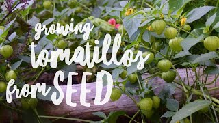 Growing Tomatillos From Seed  The Easy Way [upl. by Hannaj261]