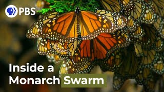 Watch a Breathtaking Monarch Butterfly Swarm [upl. by Bryce132]