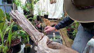 Propagation of cuttings water vs potting mix vs layering [upl. by Norrv479]