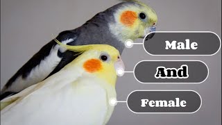 3 simple way to identify cockatiel male and female [upl. by Florin327]