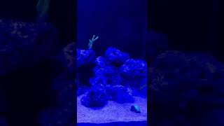 Our new display tank lyrics song reef aquarium reeftank fishtank coral [upl. by Alik]