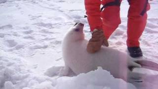 Baby seal squeals [upl. by Noiramaj]